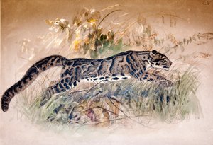 Leopardo nebuloso, 1851-69 da Joseph Wolf